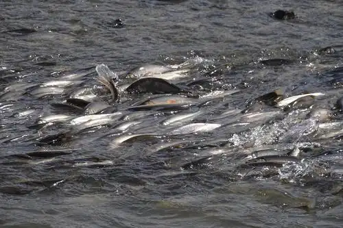 繁衍生息鱼洄游,岁律回阳美克旗-记小毛驴户外53人克旗五一劳动节两