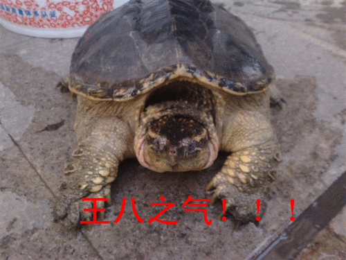 乌龟爬行恶搞王八之气gif动图_动态图_表情包下载_soogif