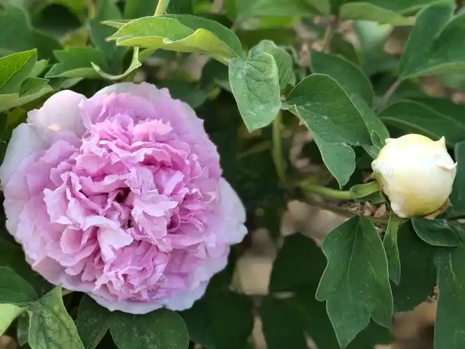 兴平市贵妃牡丹园拍摄