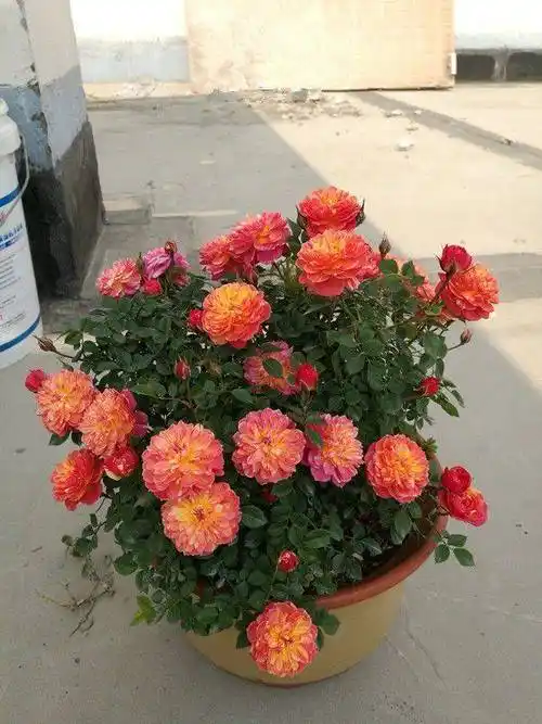 躲躲藏藏,适合养阳台的月季,植株低矮,一树多色花,花开撑满盆