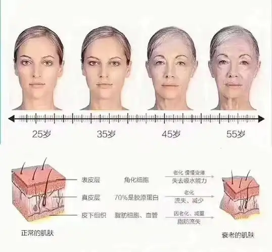 面部衰老过程层次的认知