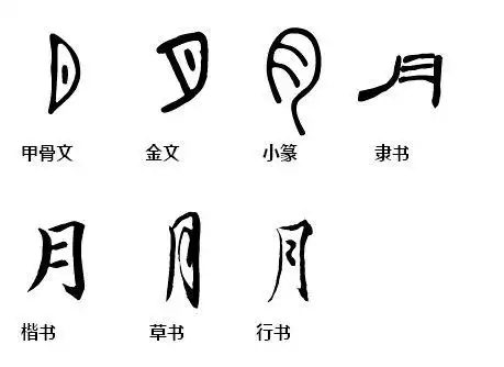 少儿书法体验课 第六天 学写"月"字