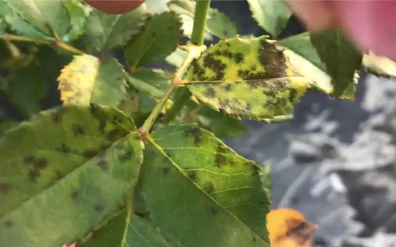 如何治疗梅雨季月季最头疼的黑斑病