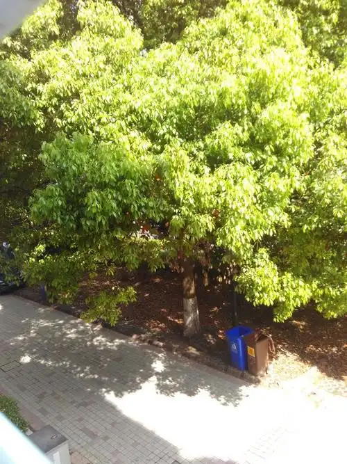 请问这是什么树?南方常见的行道树,春天发出淡香