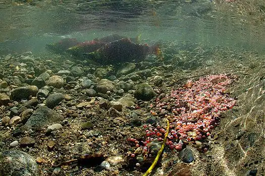 产卵,红鳟鱼,三文鱼,红鲑鱼,区域,亚当斯河,省立公园,不列颠哥伦比亚