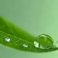 威斯尼斯人娱乐官方网址_护眼头像绿色背景图片_微信头像图片大全