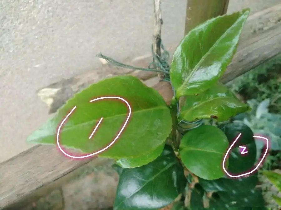 原创茶花盆栽的叶脉发黄就是缺素吗不是的这4种原因要知道