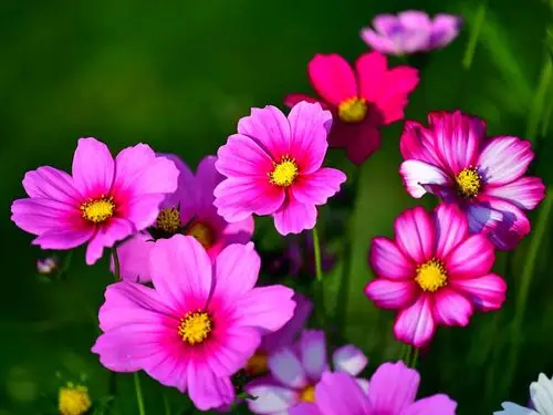 新春到!沾花惹草少不了2021