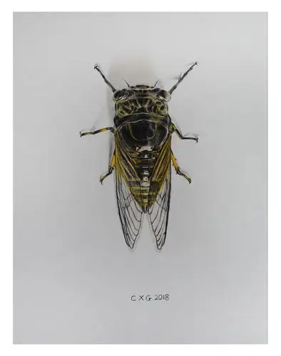 陈晓青《金蝉》素描