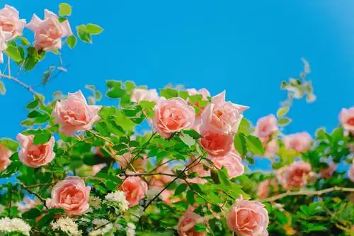 唯美浪漫月季花清新少女心摄影