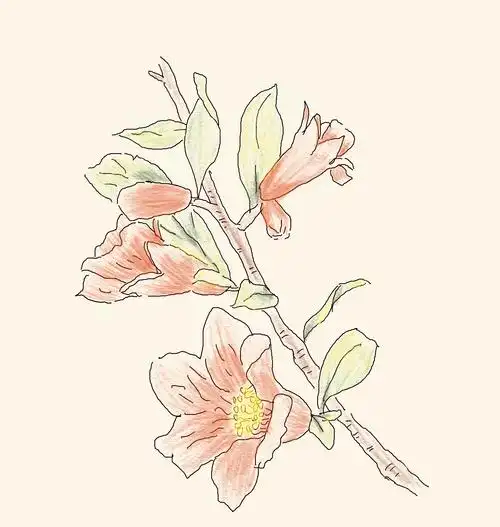 一天一画:石榴花 - 简书