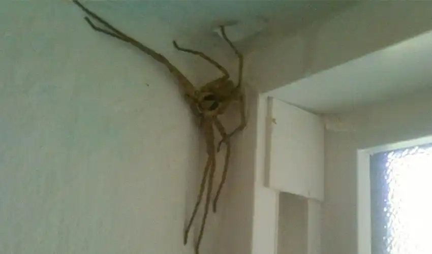 酒店里遭遇超大只蜘蛛.半夜这么看着你,就问你吓人不?