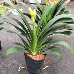 君子兰盆栽四季精品名贵盆景室内阳台客厅花苗家居送亲友年霄花卉