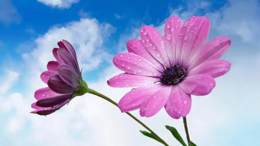 鲜艳绚烂的美丽花朵养眼植物桌面壁纸高清