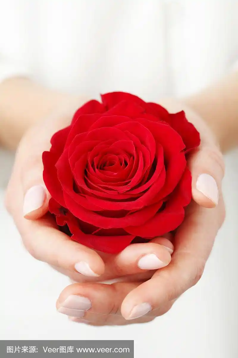 手捧一朵红玫瑰