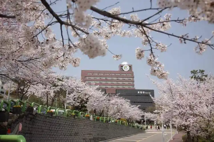 校内照片樱花盛开的季节成均馆大学