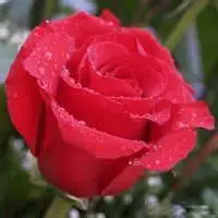 玫瑰花头像微信2019抖音超火玫瑰花头像点击鼠标右键下载