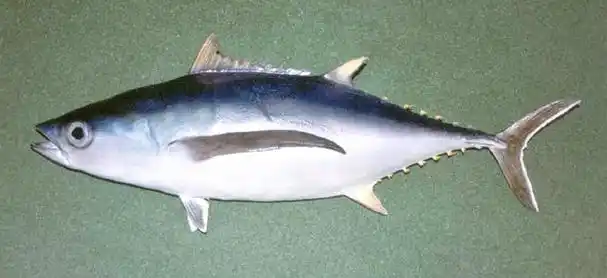 p>长鳍金枪鱼(学名:thunnus alalunga)外形呈鱼雷状,皮肤光滑, a
