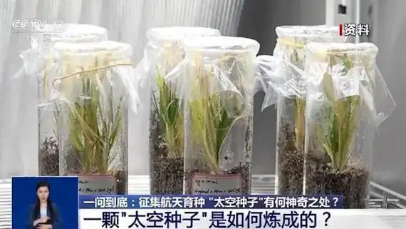 真天选之种!上天入地的"太空种子"原来是如此炼成的-星瀚资源网-www.