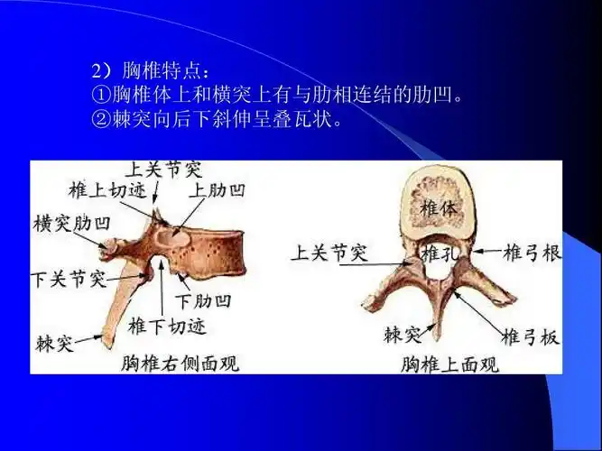 2)胸椎特点: ①胸椎体上和横突上有与肋相连结的肋凹.
