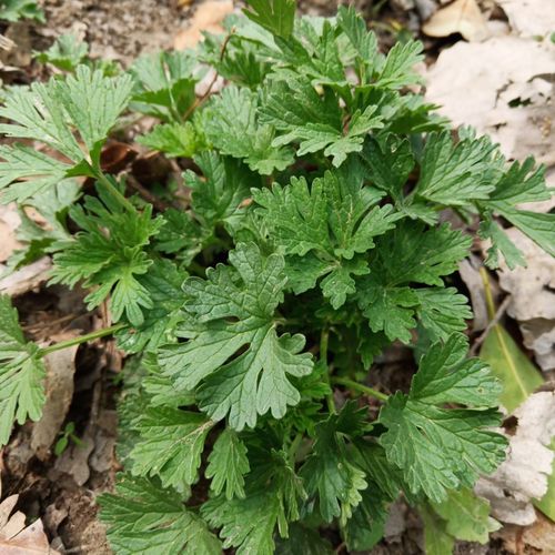 益母草菜新鲜纯野生益母草苗种子苗盆栽植物益母草现挖现卖好养