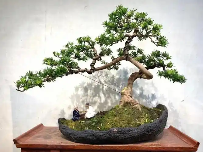 贵妃罗汉松  #罗汉松造型盆景  #罗汉松