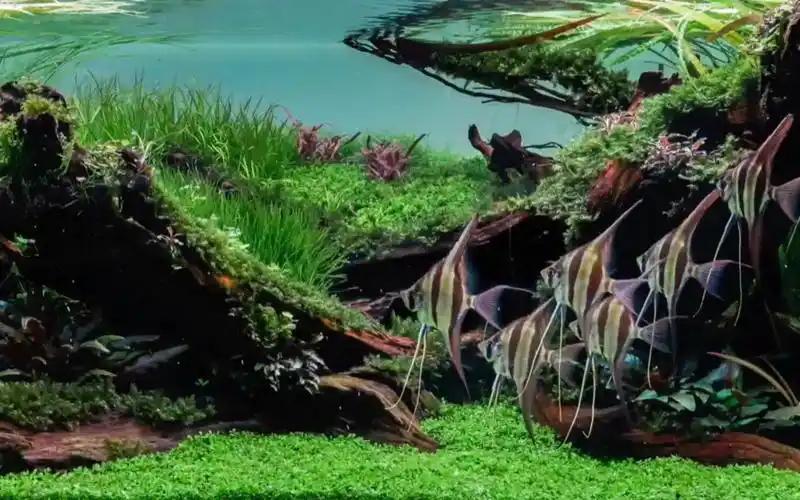 2020年ada自然水景大赛最佳草缸获奖作品鉴赏