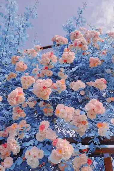 壁纸_壁纸图片 - 高清图片,堆糖,美图壁纸兴趣社区