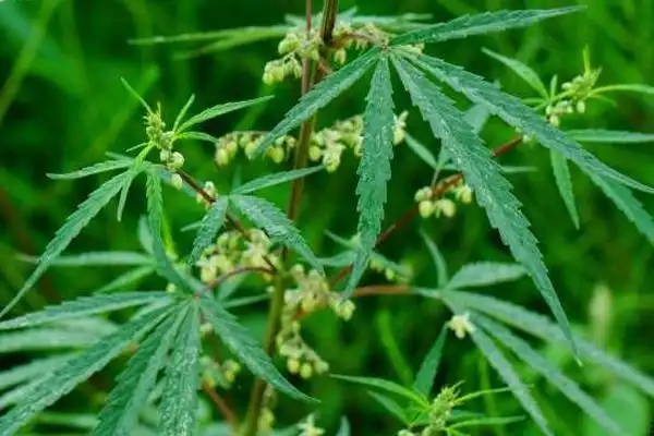 火麻的种子可以榨油吗?-绿宝园林网