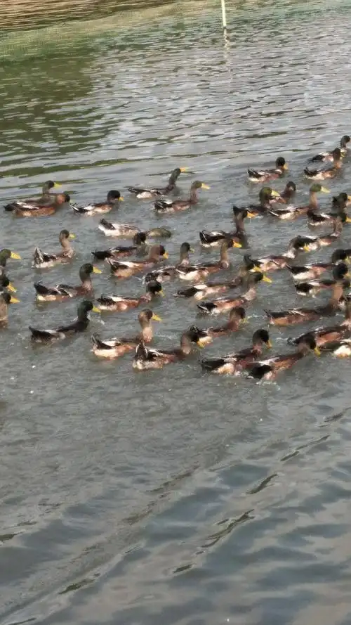 青头麻鸭 3-4斤 公 全圈养