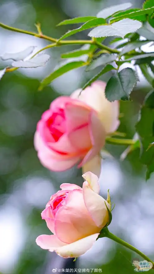 壁纸 花 桌面 690_1226 竖版 竖屏 手机