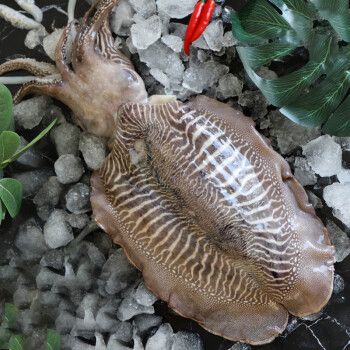 渔游记大墨鱼超大鲜冻八爪鱼乌贼花枝目鱼新鲜墨鱼425斤条