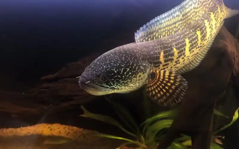 每日一鼓腮 黄金眼镜蛇雷龙鱼