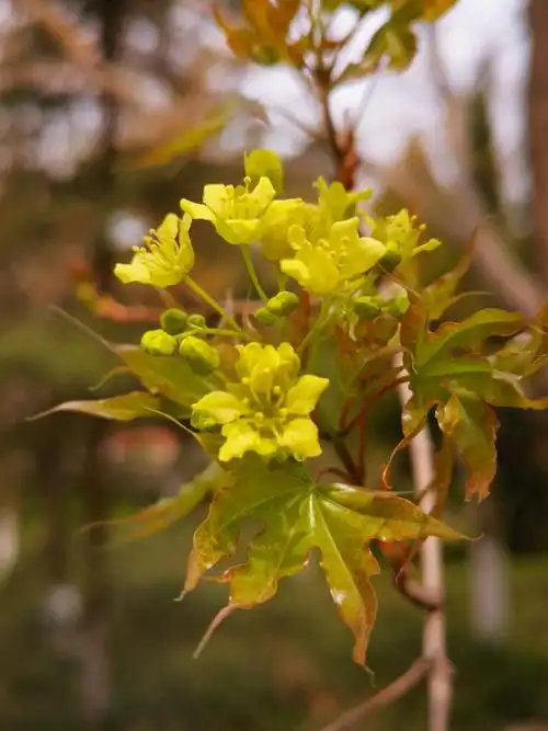 花开盛世 - 美篇