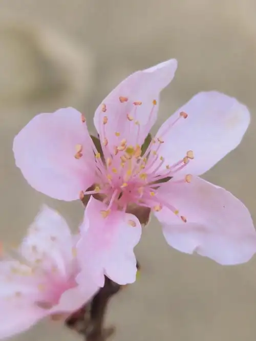 一树桃花出墙来