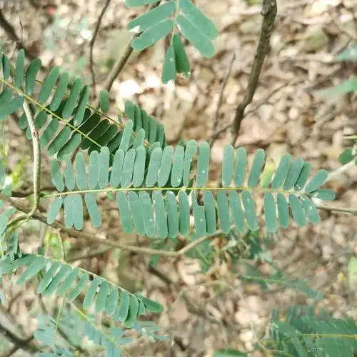 官山国家级自然保护区-象鼻藤