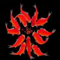 红色鲤鱼微信头像_微信头像图片大全