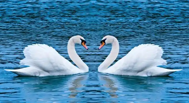 天鹅和鹅的区别(天鹅与鹅的最大区别图)-知道啦