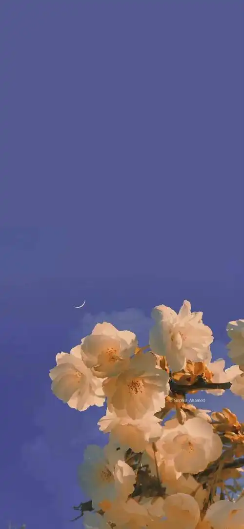 791778637817_风景静物手机壁纸_我要个性网