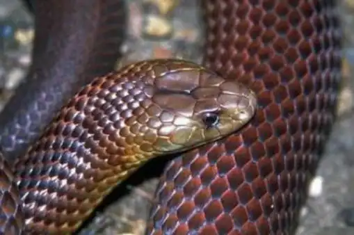 世界上最毒的蛇 帝皇眼镜蛇王攻击人类后4分钟毙命