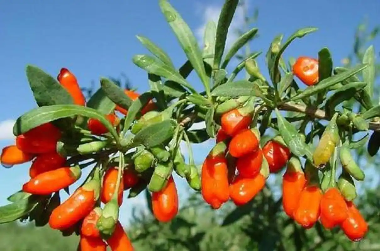 名词解释 阴跷脉】    奇经八脉之一.