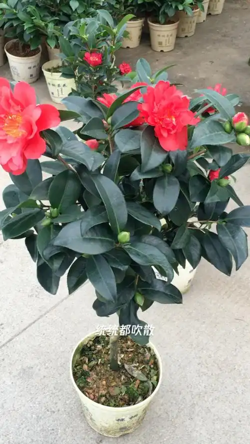 四季茶花,夏梦文清