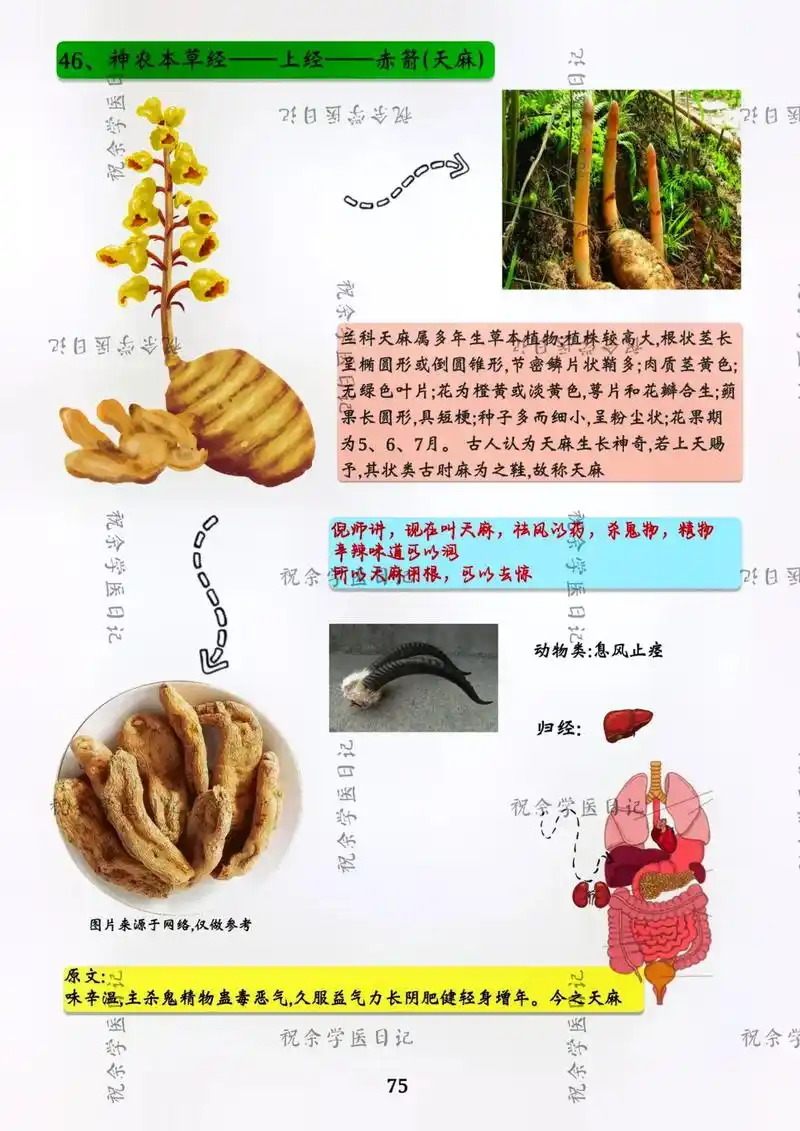 神农本草经图文之天麻,灵芝.#神农本草经 #神农本草经图文笔 - 抖音