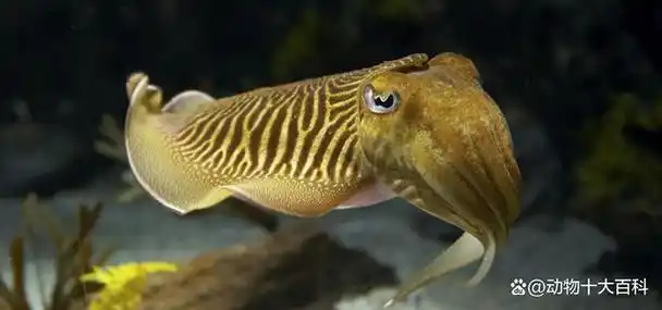 包括灯塔水母,拟态章鱼,电鳐,鮟鱇,海参,松球鱼,乌贼,灯