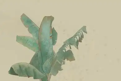 芭蕉叶白描上色 叶