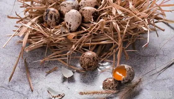 鹌鹑下蛋一次几个几天一次鹌鹑一年下几次蛋