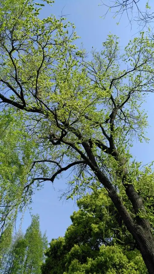 一棵老榆树,枝条上满满的榆树钱!