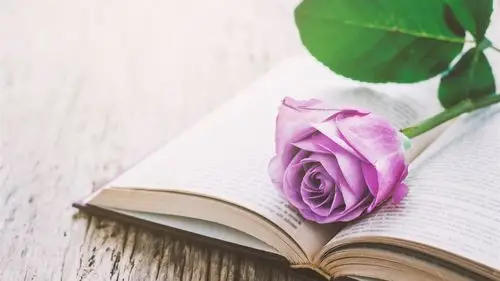 粉红玫瑰,书,静物 iphone 壁纸