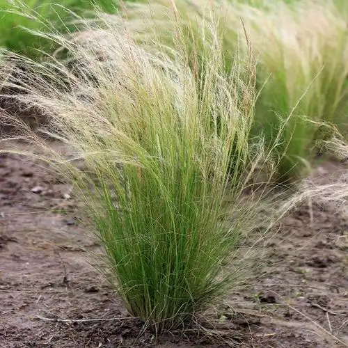 细叶针茅(单子叶植物纲禾本目的植物))_石塘网