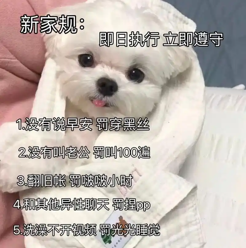 新家规 #表情包 #猫咪表情包 #撩人表情包 #情侣日常 # - 抖音